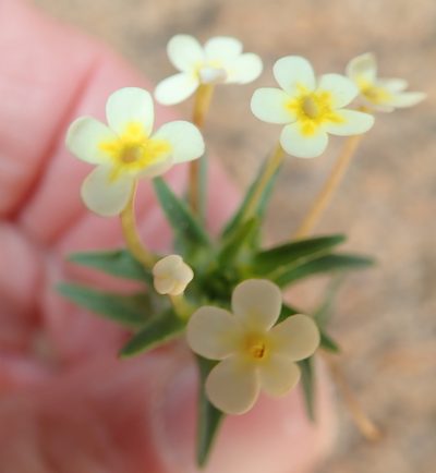 Zaluzianskya benthamiana, photographed by Peter Warren