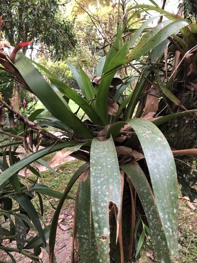 Tillandsia schimperiana, photographed by Skjold Søndergaard
