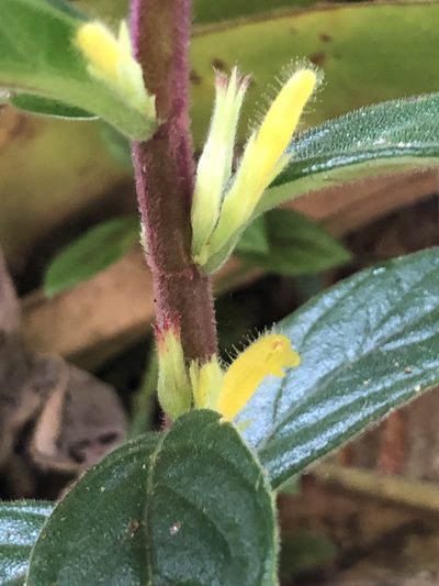 Columnea orientandina, photographed by Skjold Søndergaard