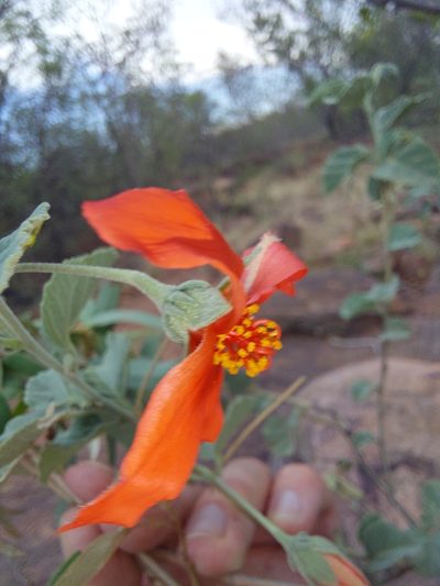 Hibiscus waterbergensis, photographed by Manuel R Popp