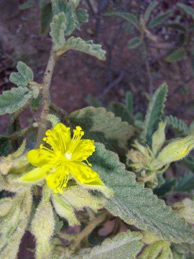 Corchorus kirkii, photographed by Manuel R Popp