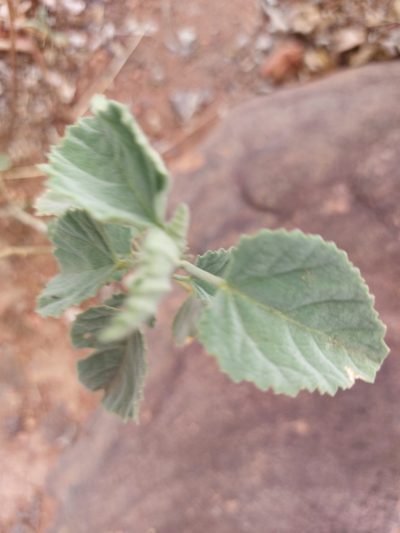 Hibiscus waterbergensis, photographed by Manuel R Popp