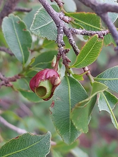 Ochna pretoriensis, photographed by Manuel R Popp