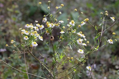 Boltonia asteroides, photographed by Lauren McLaurin