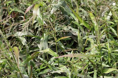 Panicum gymnocarpum, photographed by Lauren McLaurin
