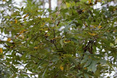 Carya aquatica, photographed by Lauren McLaurin
