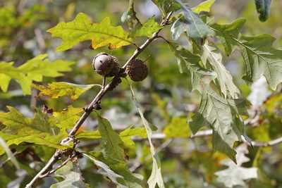 Quercus lyrata, photographed by Lauren McLaurin