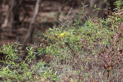 Hypericum galioides, photographed by Lauren McLaurin