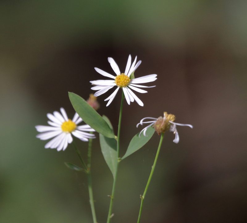 Boltonia asteroides, photographed by Kim