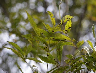 Carya aquatica, photographed by Kim