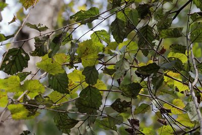 Betula nigra, photographed by Lauren McLaurin