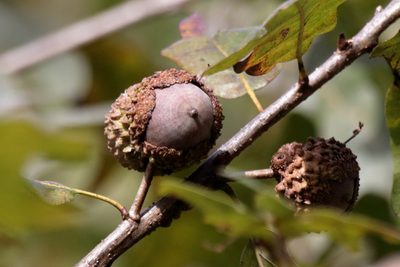 Quercus lyrata, photographed by Kim
