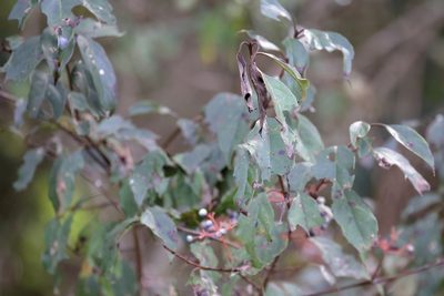 Cornus foemina, photographed by Lauren McLaurin