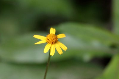 Acmella repens, photographed by Kim