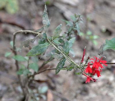 Lobelia cardinalis, photographed by Lauren McLaurin