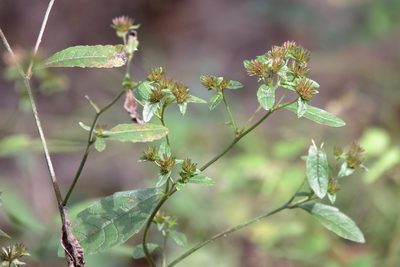 Elephantopus carolinianus, photographed by Lauren McLaurin