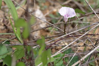 Ipomoea cordatotriloba
