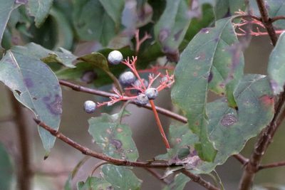 Cornus foemina, photographed by Kim