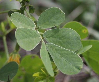 Senna obtusifolia, photographed by Kim