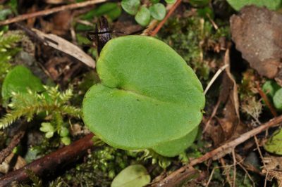 Corybas macranthus, photographed by Pieter Pelser