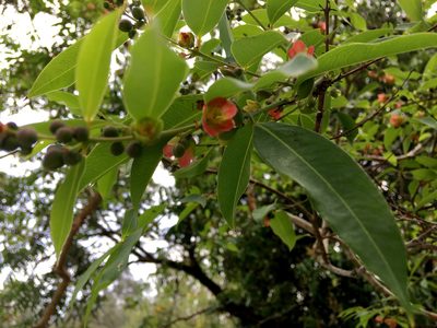 Cratoxylum cochinchinense, photographed by Yj
