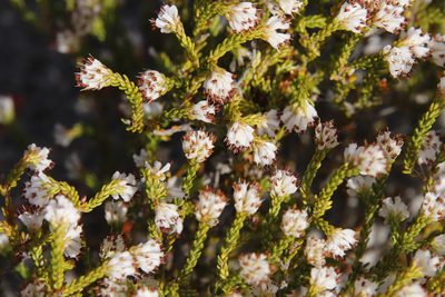 Erica labialis, photographed by Tony Rebelo
