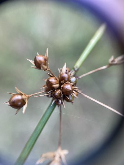 Juncus coriaceus, photographed by Zihao Wang