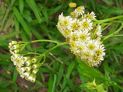 Microglossa mespilifolia, photographed by grabbarg