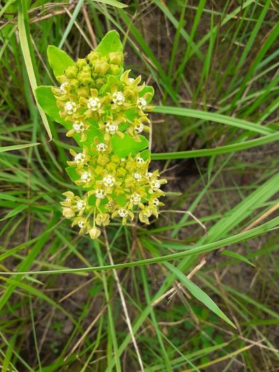 Schizoglossum cordifolium, photographed by grabbarg