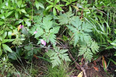 Geranium palmatum, photographed by Edmundas Greimas