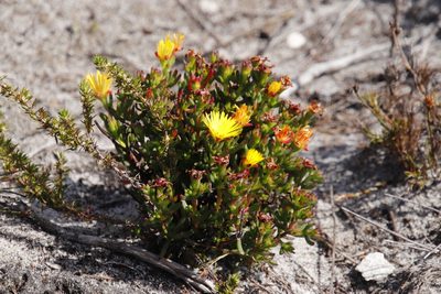 Lampranthus promontorii, photographed by Tony Rebelo