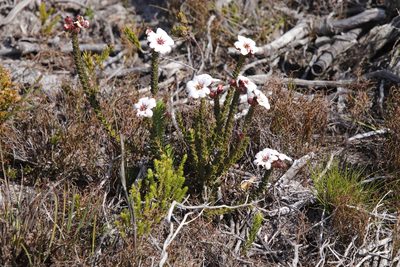 Adenandra villosa, photographed by Tony Rebelo