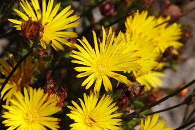 Lampranthus promontorii, photographed by Tony Rebelo