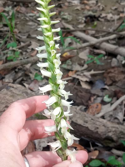 Spiranthes odorata, photographed by Abby Darrah