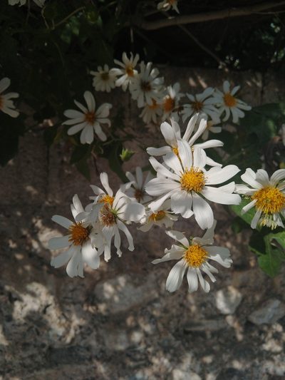 Montanoa grandiflora, photographed by Jordi Martínez Martínez