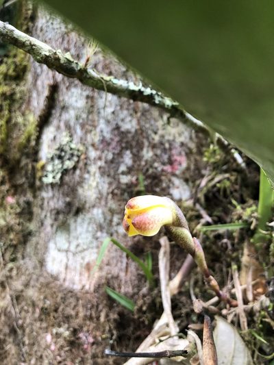 Maxillaria porrecta, photographed by Skjold Søndergaard