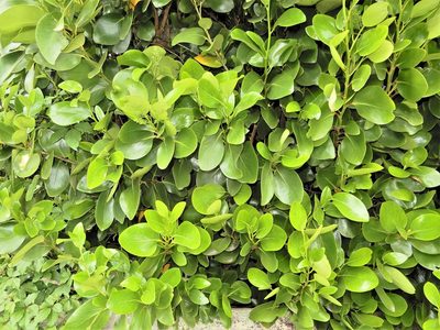 Griselinia lucida, photographed by Grey Smith
