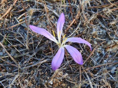 Colchicum filifolium, photographed by Duarte Frade