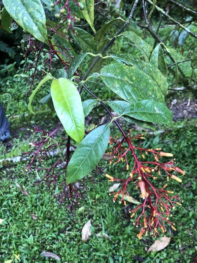 Palicourea thyrsiflora, photographed by Skjold Søndergaard