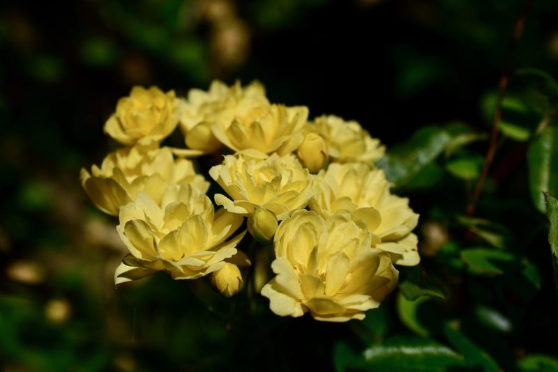 Rosa banksiae, photographed by Max Tweddell