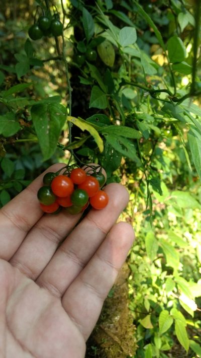 Solanum appendiculatum, photographed by Rafael Cano