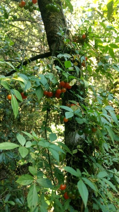 Solanum appendiculatum, photographed by Rafael Cano