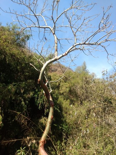 Bursera grandifolia, photographed by Rafael Cano