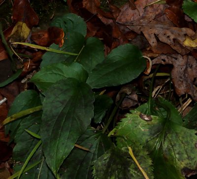 Rudbeckia fulgida
