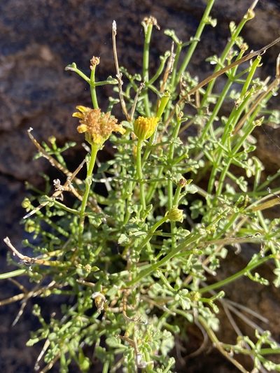 Perityle gilensis, photographed by Daniel McNair