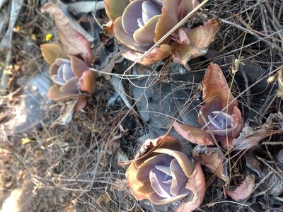 Echeveria gibbiflora, photographed by Rafael Cano