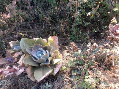 Echeveria gibbiflora, photographed by Rafael Cano
