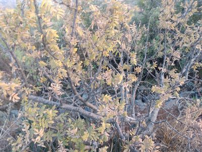 Bursera cuneata, photographed by Rafael Cano