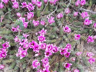 Echinocereus berlandieri, photographed by johnyochum