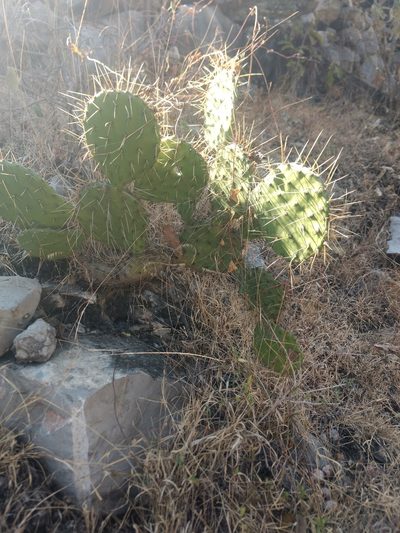 Opuntia depressa, photographed by Rafael Cano